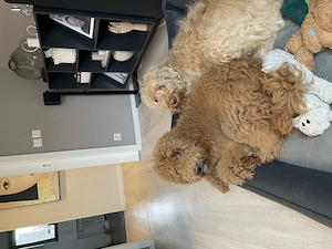 Labradoodle F1bb Wurfankündigung