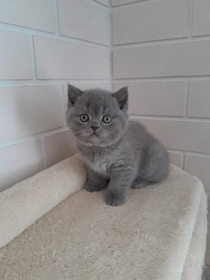 BKH Kitten  Bild 4