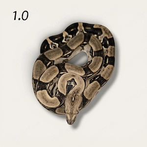 1.1 Boa c. longicauda High yellow NZ 2025