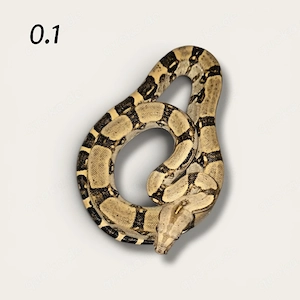 1.1 Boa c. longicauda High yellow NZ 2025