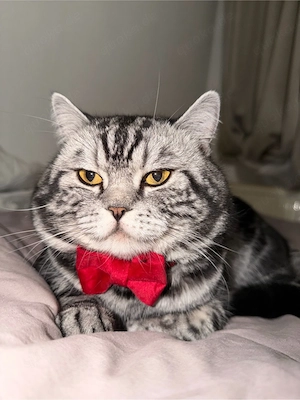 BKH Katze sucht ein Zuchause