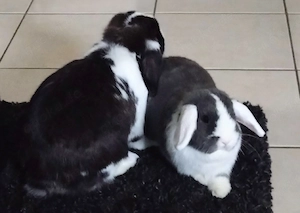 Mini-Lop Zwergwidder Kaninchen 