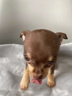 Chihuahua Welpe