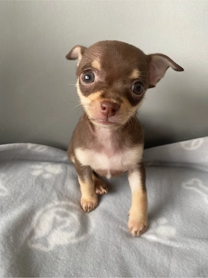 Chihuahua Welpe