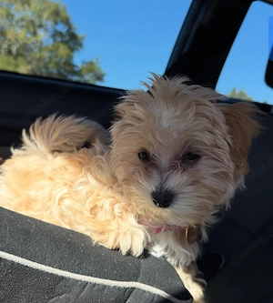 Wunderschöner Maltipoo-Welpe sucht ein gutes und liebevolles Zuhause