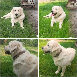 wurfplanung Golden Retriever 2026 Bild 3
