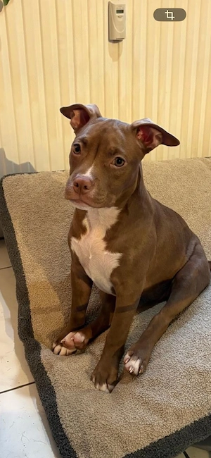 American Pocket Bully Hündin 