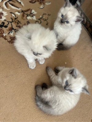 3 BKH Katzen zum verkaufen