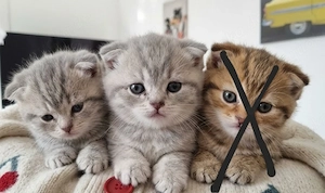 bkh Katzen 