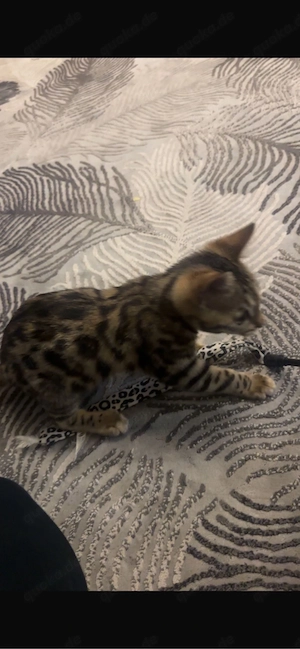 süße bengal kitte sucht neues zuhause 