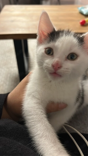 EKH kitten 