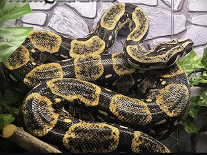 1.1 Boa C. longicauda high yellow nz25