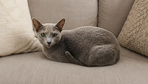 Russisch Blau Katze mit Stammbaum kastriert 