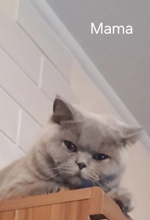 BKH Kitten  Bild 5