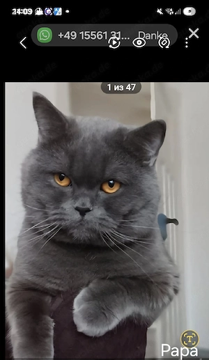 BKH Kitten  Bild 6