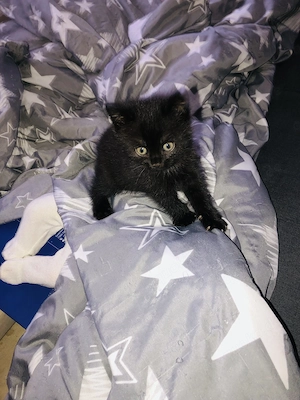 BKH Baby Katze (Junge)