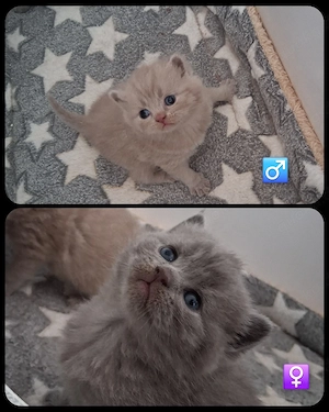 Noch 2 BKH Kitten in Blau und Lilac Britisch Kurzhaar 