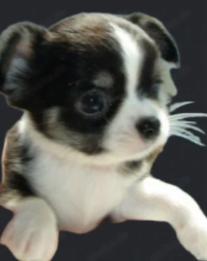 XXs Mini wunderschöner CHIHUAHUA Welpe 709 g. schwer