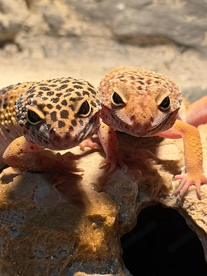 Vier schöne Leopardgeckos 