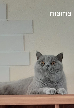BKH Kitten  Bild 7