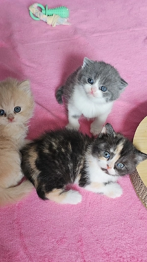 Bunte gesunde BKH   BLH Babys.