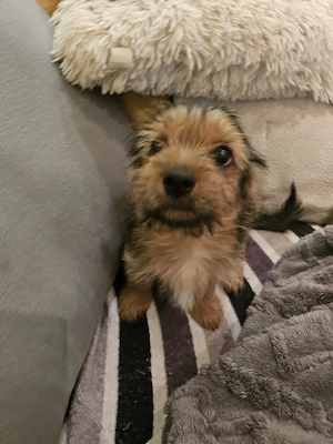 Yorkshire Terrier Mix Rüden 