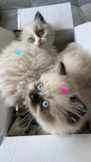 ragdoll kitten mädchen 