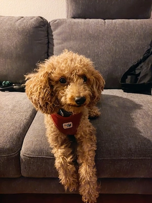 Maltipoo Leo & Nala suchen ein neues Zuhause