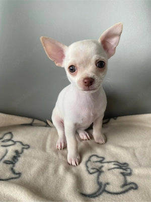 Chihuahua Welpe