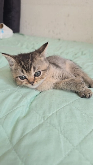 anhängliche baby schmuse Tigermädchen