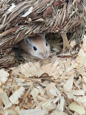 Rennmaus m, sucht erwachsene Partnermaus