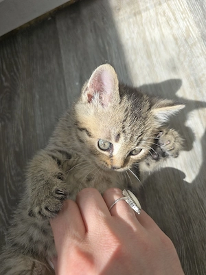 britischekurzhaar baby jaguar 