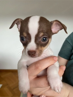 Chiuahua Welpe