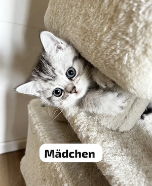BKH Kitten 