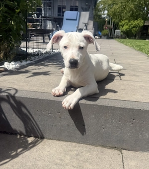 Jack Russel Mix Kirby sehr lieb