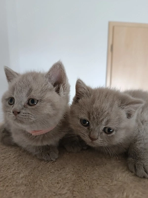 Reinrassige Britisch Kurzhaar Kitten mit Papieren -Stammbaum in lilac