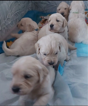 Herzerwärmende Golden Retriever Mama und ihre kostbaren Welpen