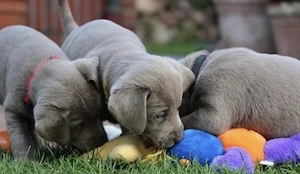 Reinrassige Silber Labrador Welpen suchen ein wundervolles Zuhause