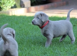 Silber Labrador Retriever Welpe  aus liebevoller Aufzucht abgabebereit
