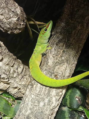 Grosser Madagaskar Taggecko (w)