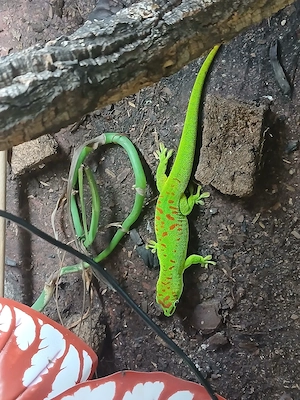 Grosser Madagaskar Taggecko