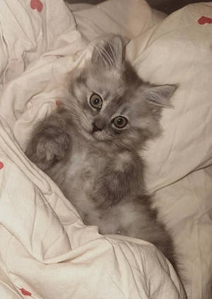 Maincoon Perser Geschwister 
