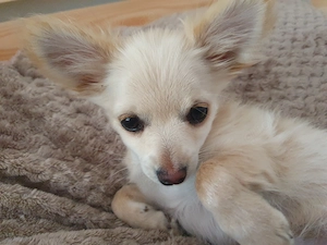 chihuahua Mix Welpe Rüde 