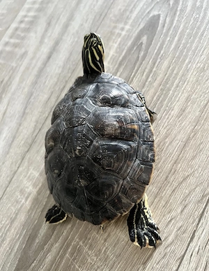 Schildkröte in liebevolle Hände abzugeben 