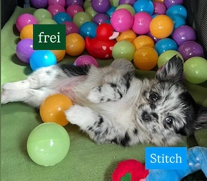Noch 2 süße Pomchi-Chihuahua welpen
