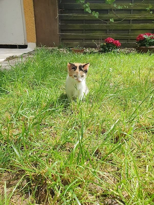 Babykatze Europäische kurzhaar weiblich Bild 4
