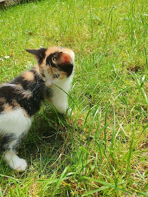 Babykatze Europäische kurzhaar weiblich Bild 2