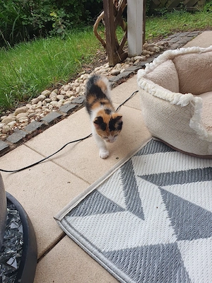 Babykatze Europäische kurzhaar weiblich Bild 3