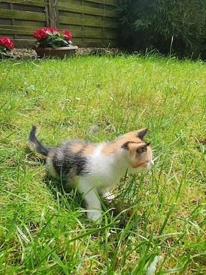 Babykatze Europäische kurzhaar weiblich