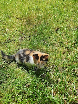 Babykatze Europäische kurzhaar weiblich Bild 5